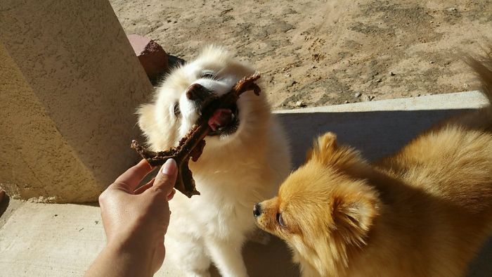 I Photograph My Beautiful Puppers