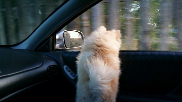 I Photograph My Beautiful Puppers