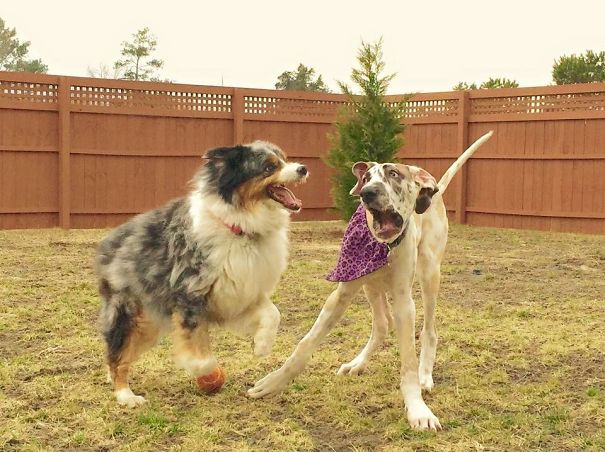 Dad She's Using Her Teeth.
