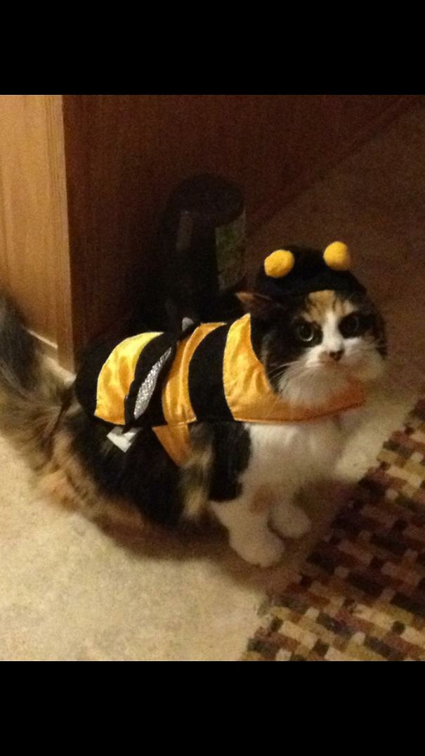 The Bandito As A "bumblecat". 🐝