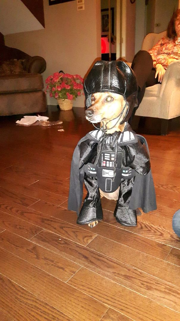 Darth Doggie