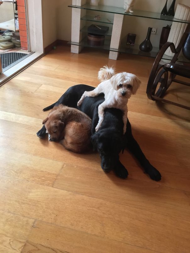 What? It's Only For Him To Relax...