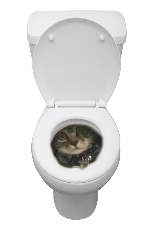 Toilet Humour Cat