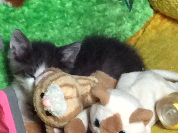 My Cat And Other Animals