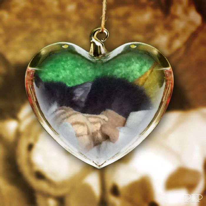 My Cat And Other Animals