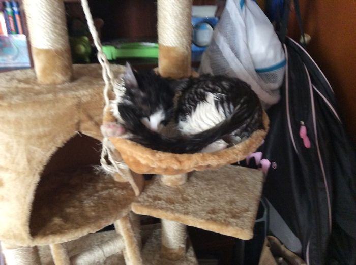 My Cat And Other Animals