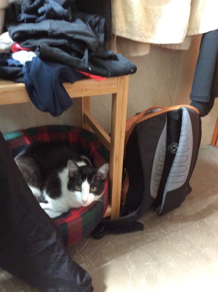 My Cat And Other Animals