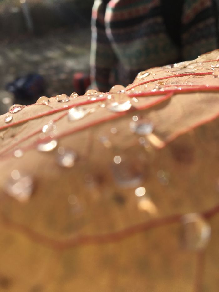 I Photograph Leafs With My Iphone 6 And The Results Are Amazing!