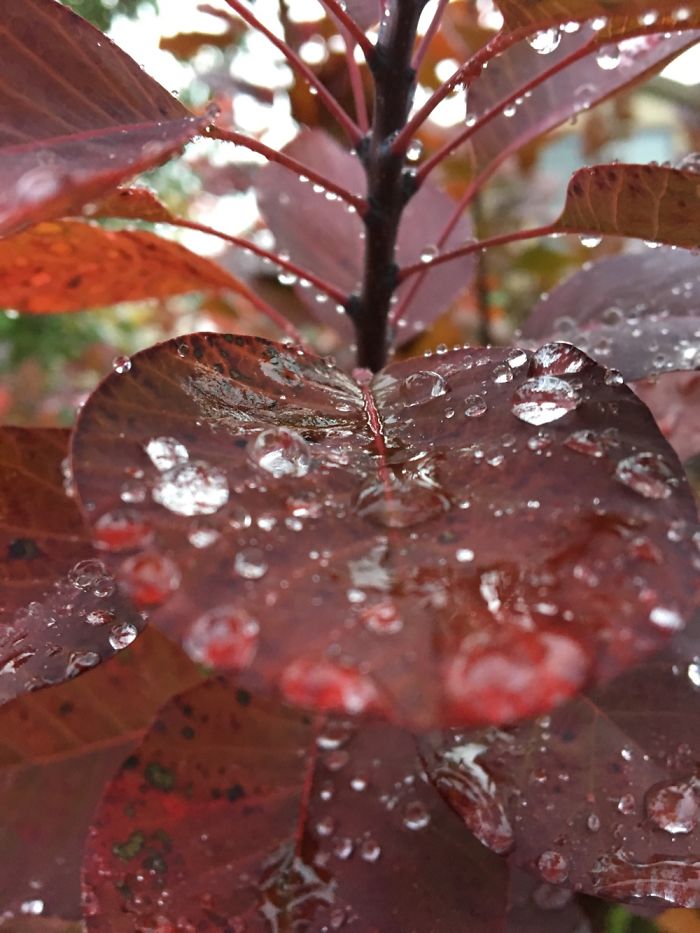 I Photograph Leafs With My Iphone 6 And The Results Are Amazing!