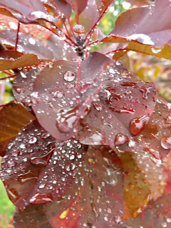 I Photograph Leafs With My Iphone 6 And The Results Are Amazing!