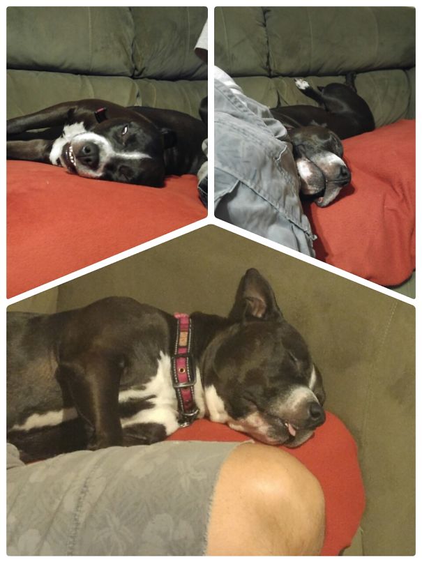 My Bf's Derpy Pit Baby