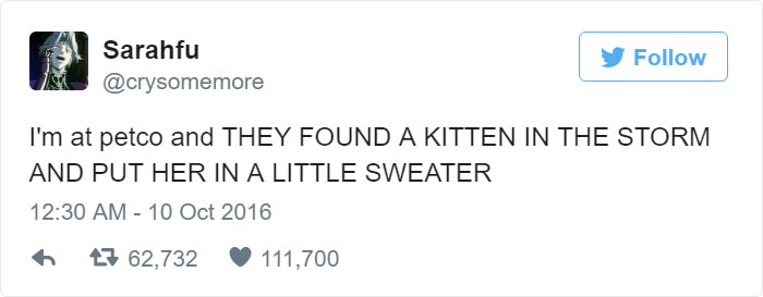 kitten-tube-sock-sweater-hurricane-matthew-3 kitten-tube-sock-sweater-hurricane-matthew-3