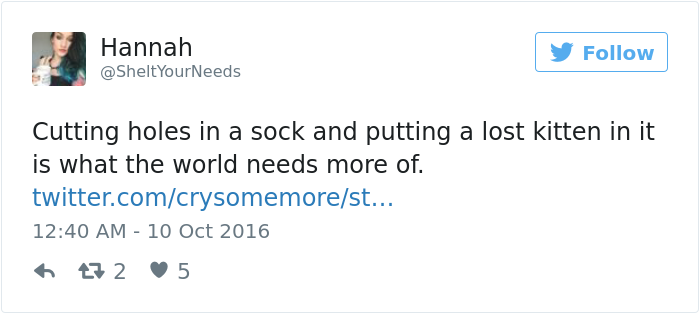 kitten-tube-sock-sweater-hurricane-matthew-7