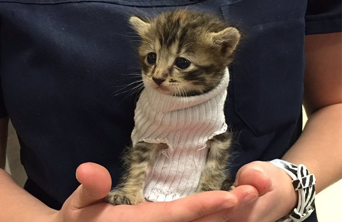 Kitten Rescued From Hurricane Matthew Gets Tiny Sock Sweater And Finds New Home
