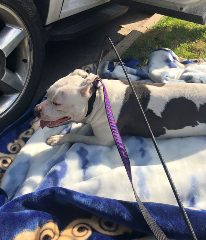 left-dog-mattress-boo-10 left-dog-mattress-boo-10