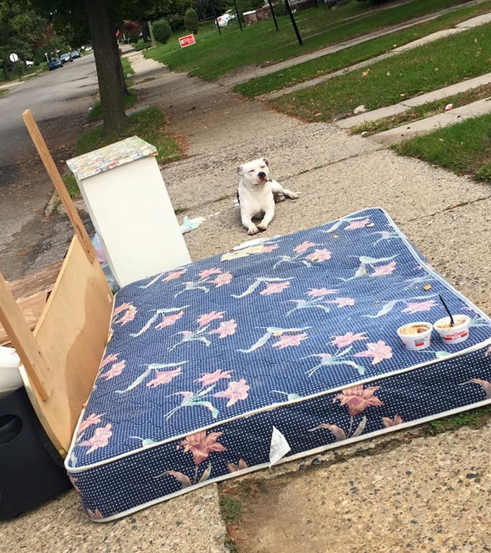 left-dog-mattress-boo-3 left-dog-mattress-boo-3