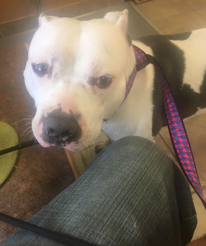 left-dog-mattress-boo-5 left-dog-mattress-boo-5