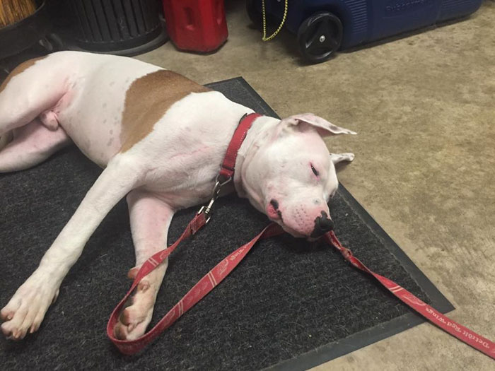 left-dog-mattress-boo-6 left-dog-mattress-boo-6