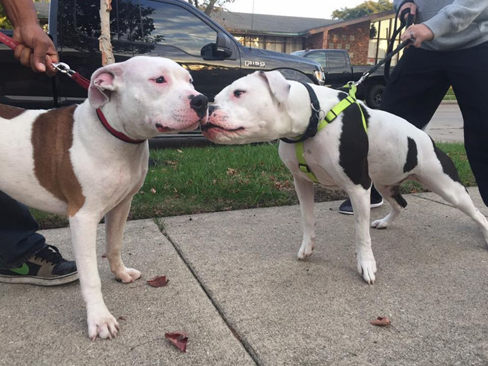 left-dog-mattress-boo-8 left-dog-mattress-boo-8