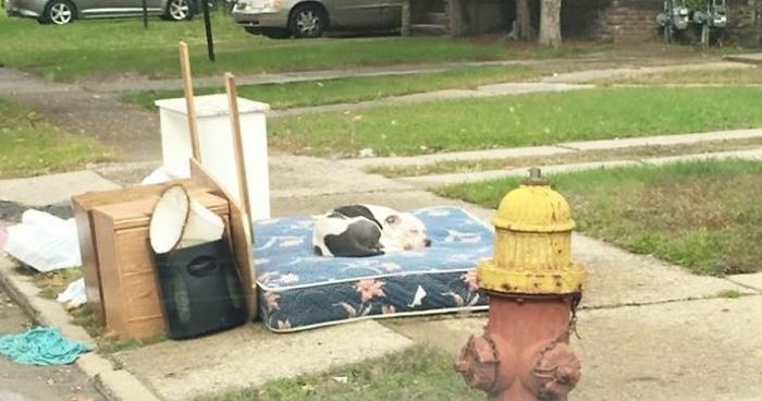 Dog Waits One Month For His Family To Return, After They Left Him Behind While Moving Out