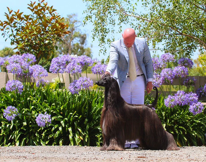 long-hair-afghan-hound-tea-01 long-hair-afghan-hound-tea-01