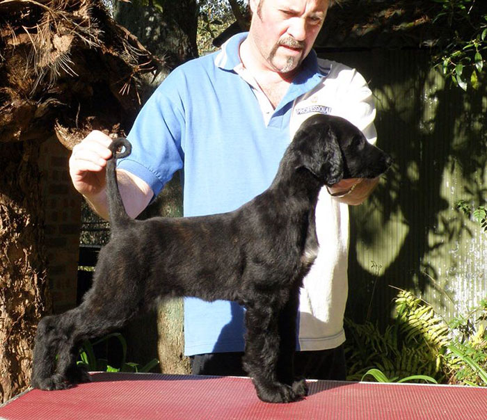 long-hair-afghan-hound-tea-02 long-hair-afghan-hound-tea-02