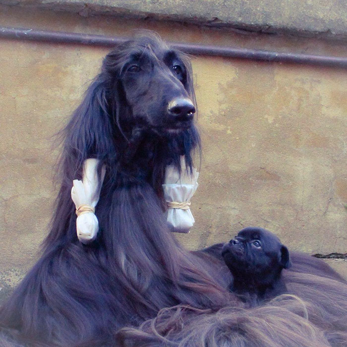 long-hair-afghan-hound-tea-03 long-hair-afghan-hound-tea-03