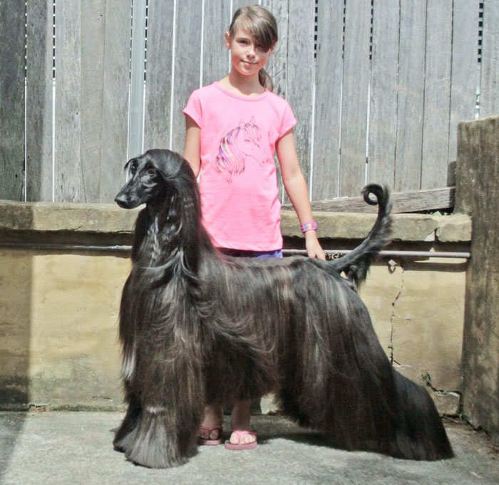 long-hair-afghan-hound-tea-3 long-hair-afghan-hound-tea-3