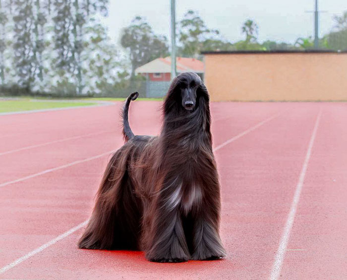 long-hair-afghan-hound-tea-4 long-hair-afghan-hound-tea-4