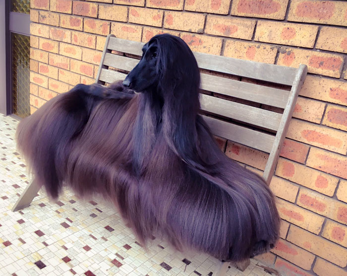 long-hair-afghan-hound-tea-5 long-hair-afghan-hound-tea-5