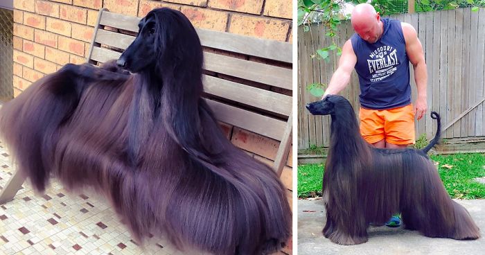 Is This The Prettiest Dog In The World?