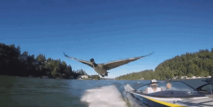 man-rescues-drowning-gosling-oregon-10