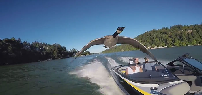 man-rescues-drowning-gosling-oregon-4 man-rescues-drowning-gosling-oregon-4