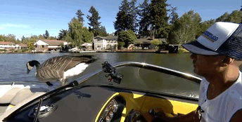 man-rescues-drowning-gosling-oregon-7