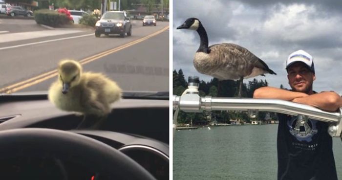 Man Who Rescued A Gosling From Drowning 2 Years Ago, Can’t Get Rid Of Her Because She Won’t Leave Him