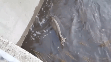 man-saves-deer-floodwaters-iowa-11