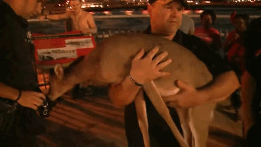 man-saves-deer-floodwaters-iowa-13