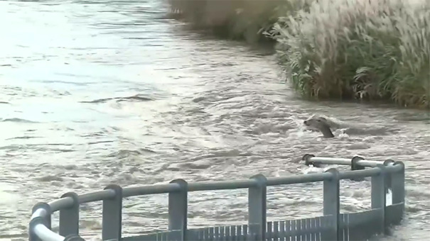 man-saves-deer-floodwaters-iowa-3