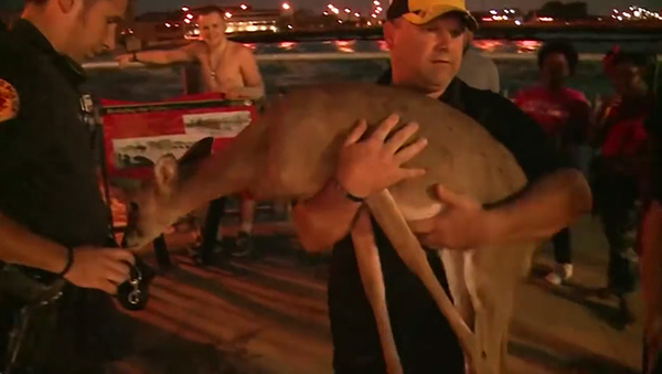 man-saves-deer-floodwaters-iowa-4