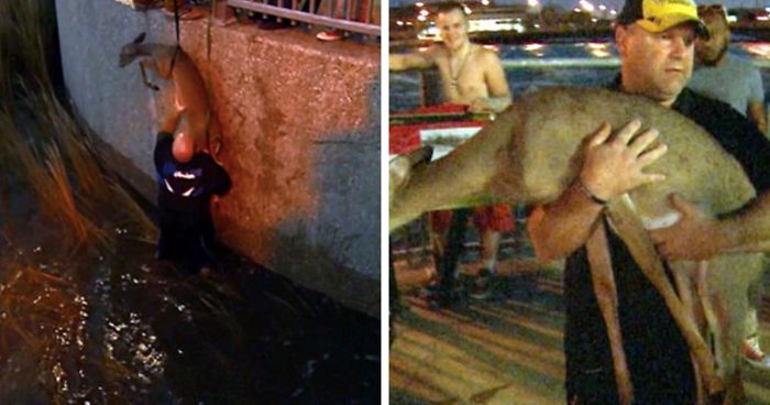 When 911 Said There Was Nothing They Could Do, This Man Jumped Into Water To Save The Baby Deer