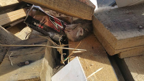 man-saves-kittens-wood-dumpster-1 man-saves-kittens-wood-dumpster-1