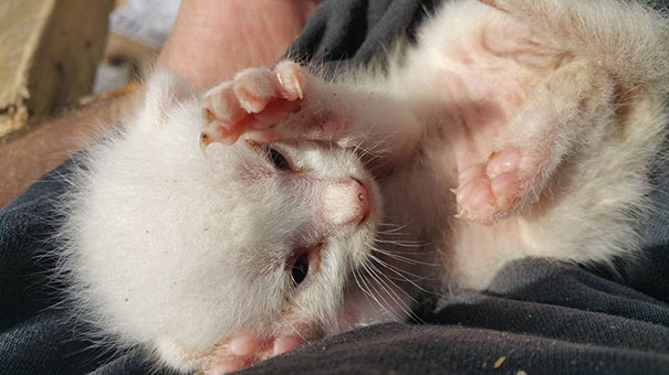 man-saves-kittens-wood-dumpster-10 man-saves-kittens-wood-dumpster-10