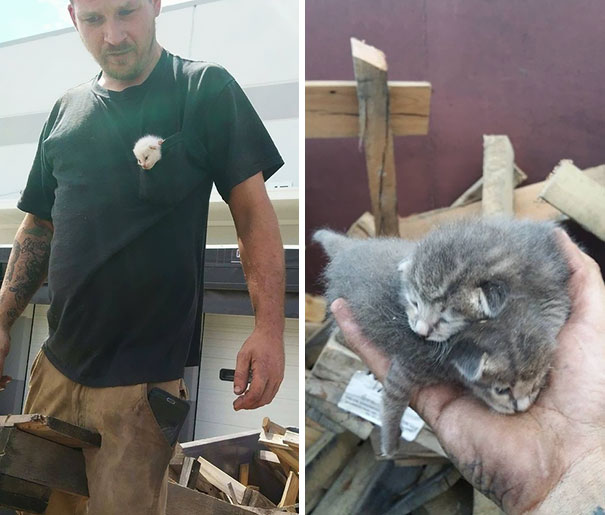 man-saves-kittens-wood-dumpster-11