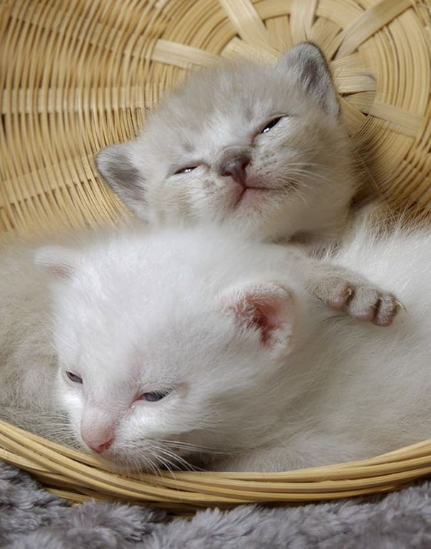 man-saves-kittens-wood-dumpster-14