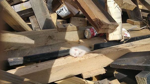 man-saves-kittens-wood-dumpster-4 man-saves-kittens-wood-dumpster-4