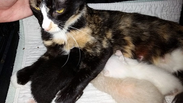 man-saves-kittens-wood-dumpster-6