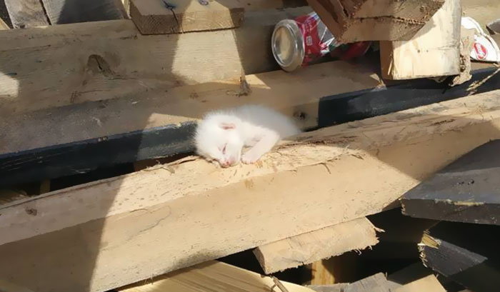 Man Hears Kittens Meowing, Spends 7 Hours Digging In Dumpster To Save Ditched Litter Of Furballs