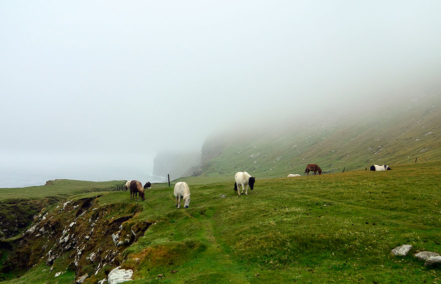miniature-ponies-foula-island-1 miniature-ponies-foula-island-1