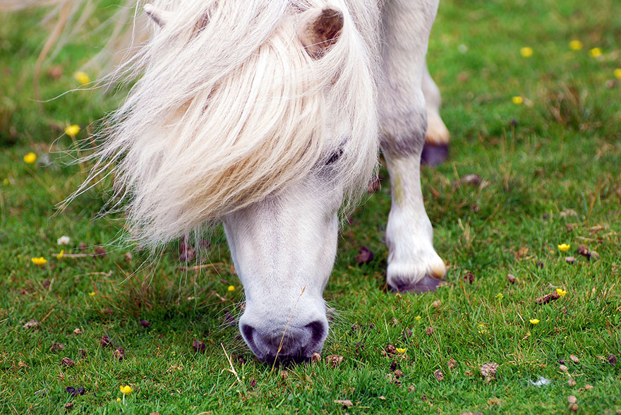 miniature-ponies-foula-island-2 miniature-ponies-foula-island-2