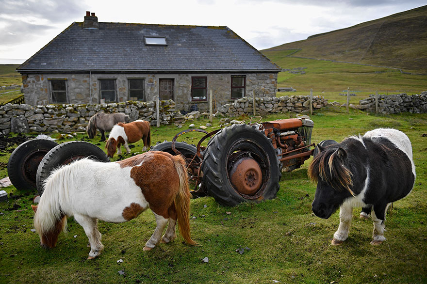 miniature-ponies-foula-island-9 miniature-ponies-foula-island-9